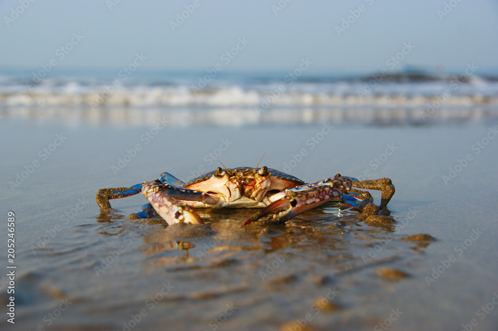 floating blue crab