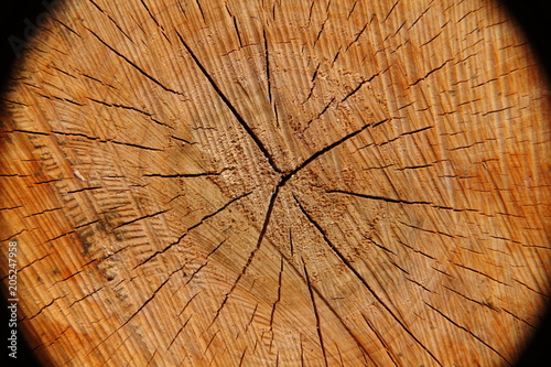 Brown texture of a tree with cracks and rings