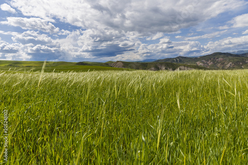 Spring in the fields of Gob...