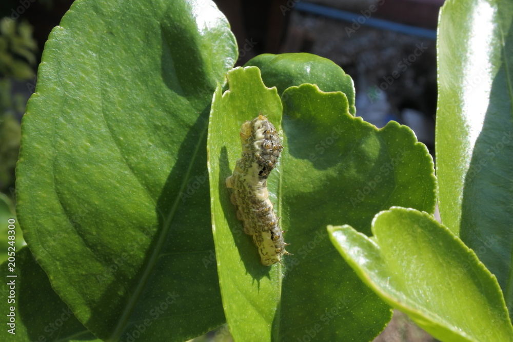 Fototapeta premium Small worm on the leaf