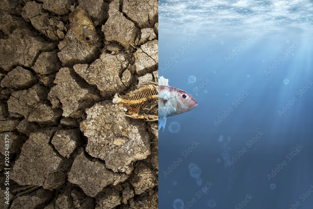 Climate Change and Global warming concept. Fish bone on cracked earth and Fish in ocean metaphor climate change impact to Aquatic Animals - obrazy, fototapety, plakaty 