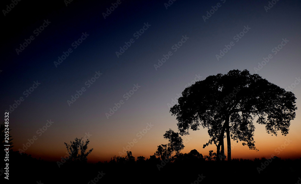 silhouette of a tree on sunset background, View of trees near sunset