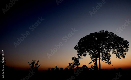 silhouette of a tree on sunset background, View of trees near sunset