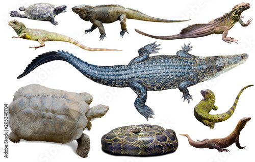 collection of reptiles photo