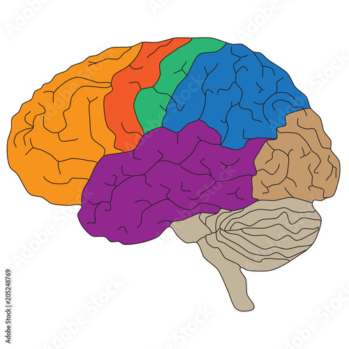 Brain hemispheres. Vector illustration for scientific and medical presentations