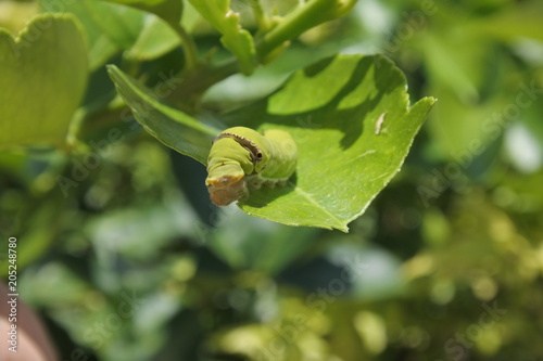 Green worm on leaf