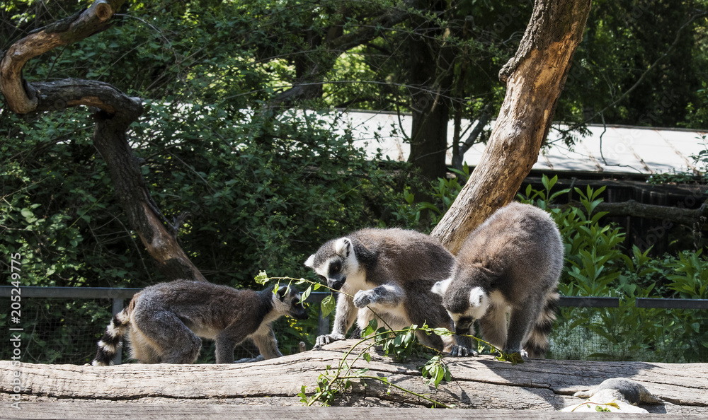three ring-tailed lemur, lemur catta, eating green leaves, sunny day three ring-tailed lemur, lemur catta, eating green leaves, sunny day