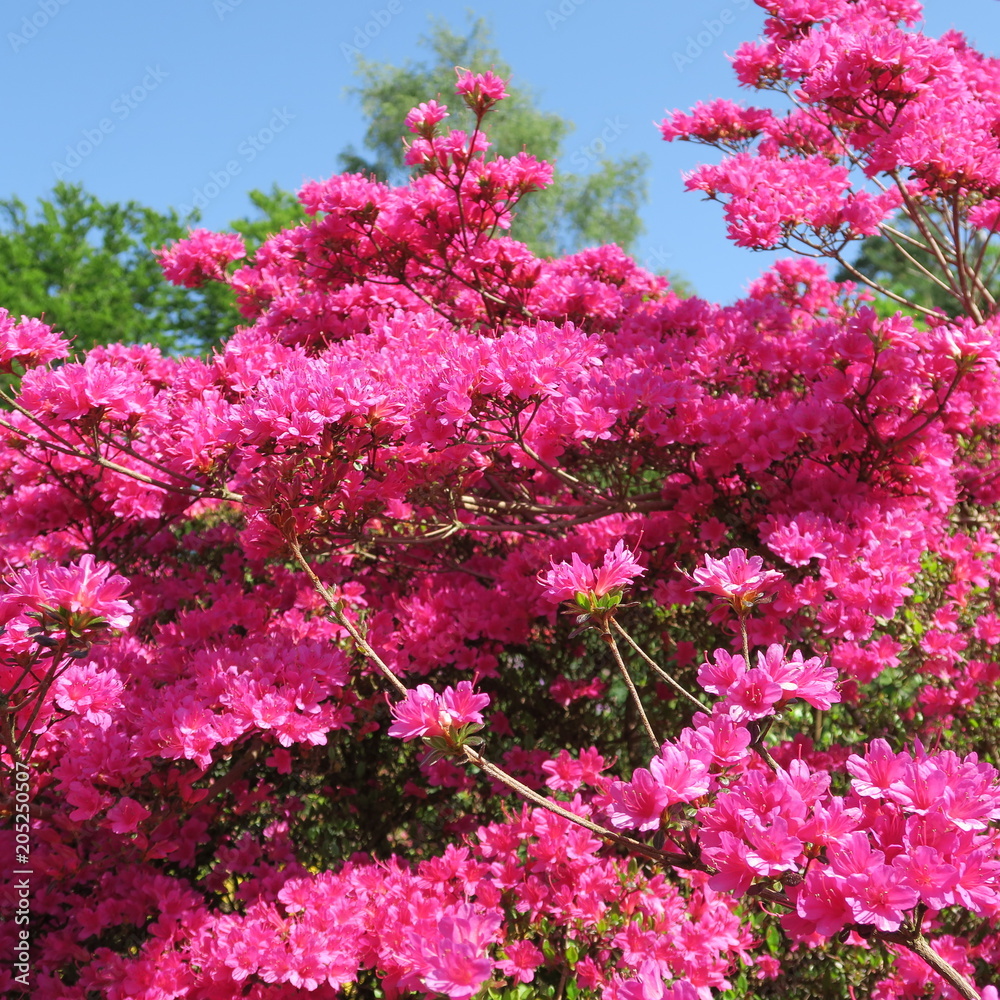 many small pink azalea flowers on a large shrub