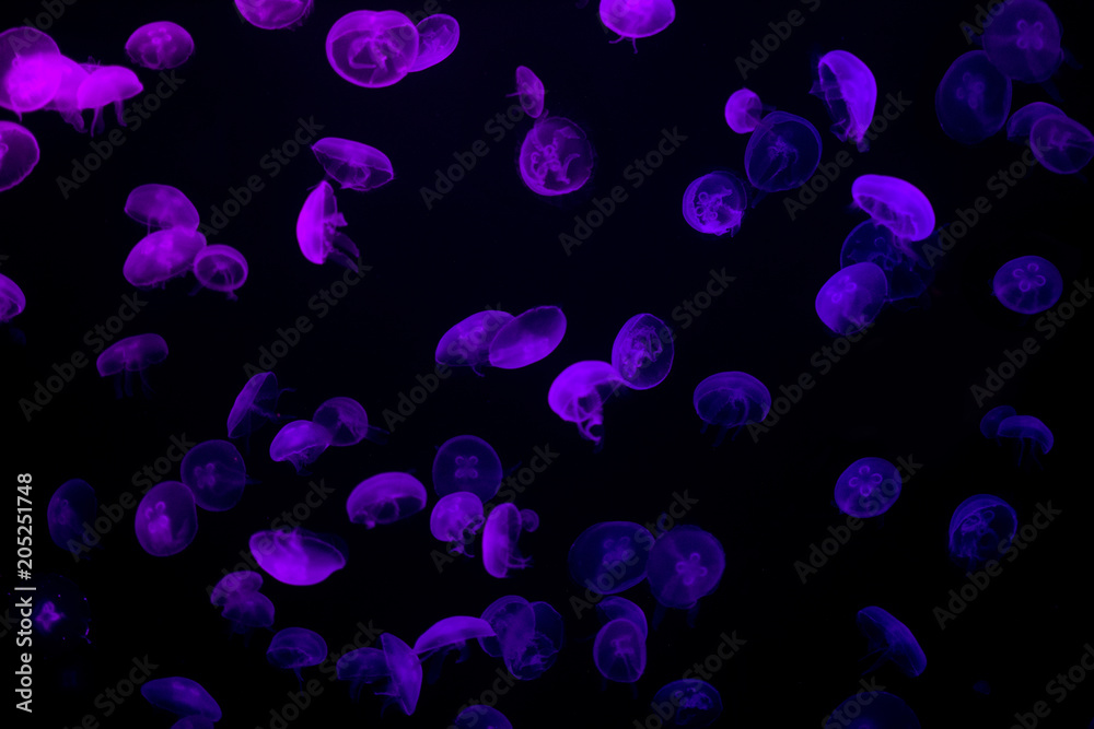 Purple bioluminescent jellyfish swimming in deep, dark ocean. Underwater wildlife marine animal. Purple bioluminescent jellyfish swimming in deep, dark ocean. Underwater wildlife marine animal.