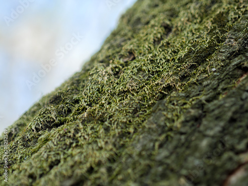 Green moss on a tree. Selective focus with shallow depth of field.