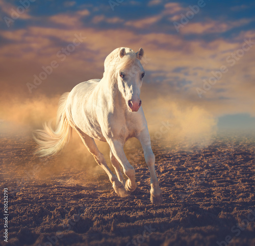 White pony runs on the sand in the dust on the sunset clouds background