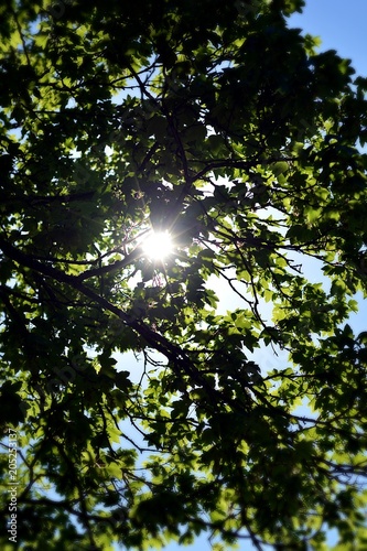 sun through tree