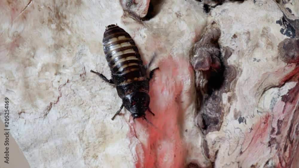 Roach is crawling down on tree. Roach is crawling down on tree.