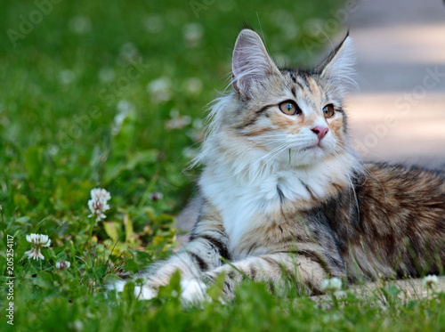 Norwegian forest cat kitten in sunny garden