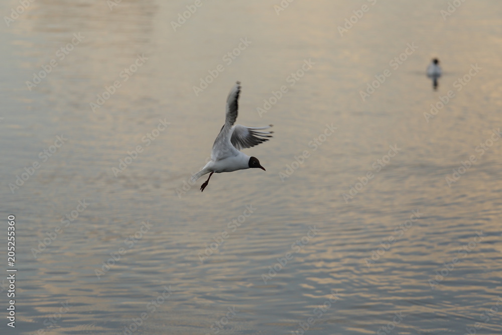 Seagull is a bird in flight. Flies over the water