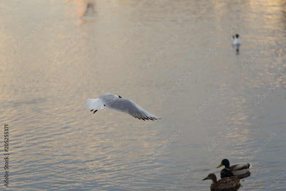 Seagull is a bird in flight. Flies over the water Seagull is a bird in flight. Flies over the water