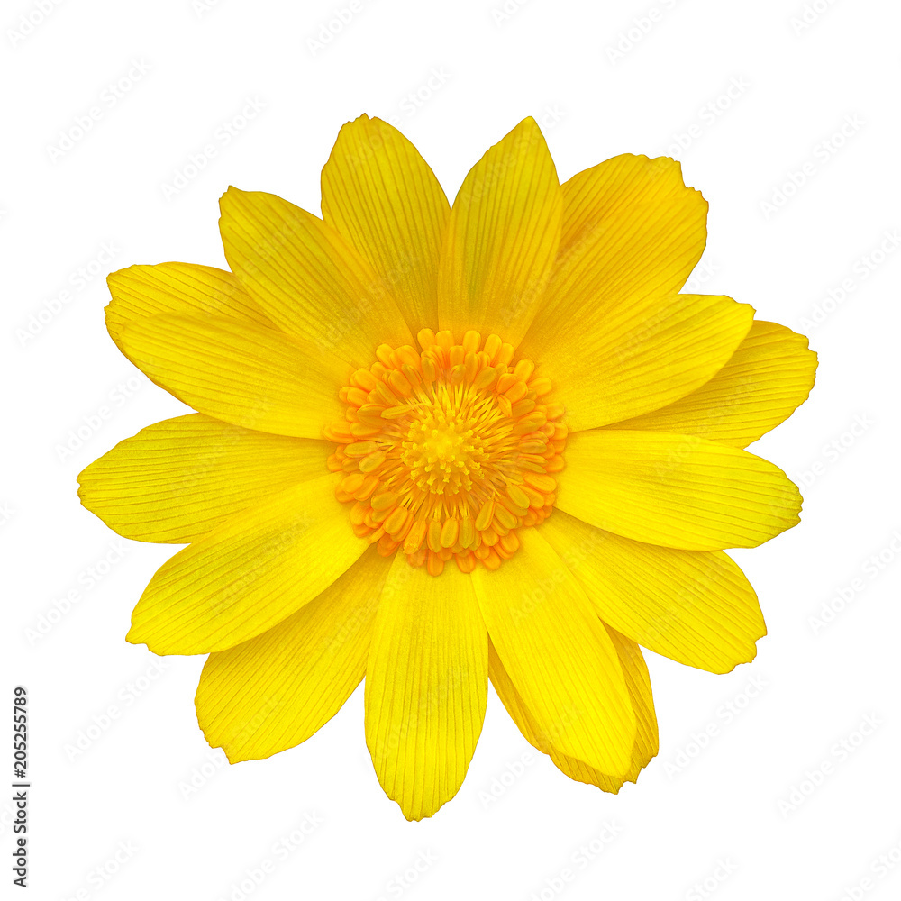 Flower yellow adonis, isolated on a white  background. Close-up. Element of design. Medicinal plant.
