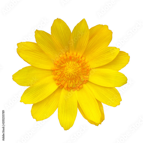 Flower yellow adonis, isolated on a white background. Close-up. Element of design. Medicinal plant.