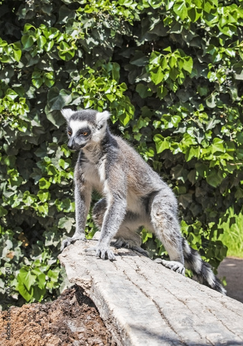 Single ring-tailed lemur catta sitting on a tree