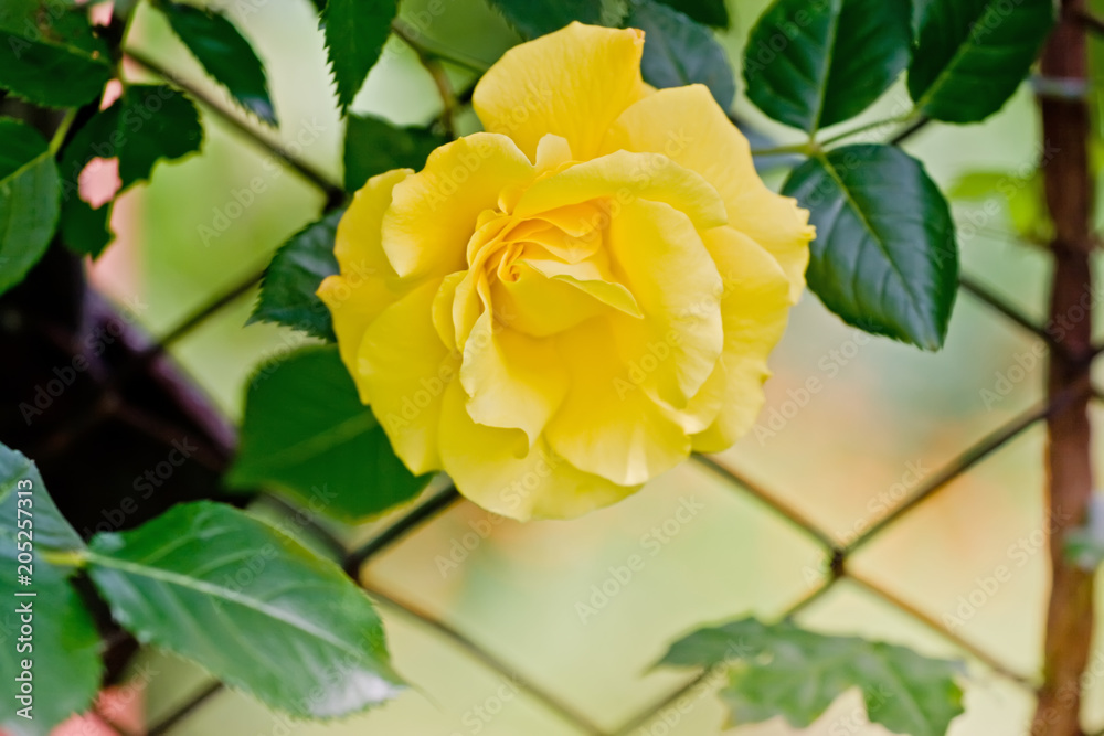 Yellow rose among green foliage on a sunny day Yellow rose among green foliage on a sunny day