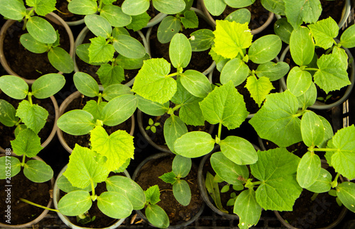 seedlings of cucumbers 