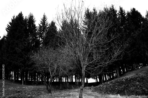 Tree contrast