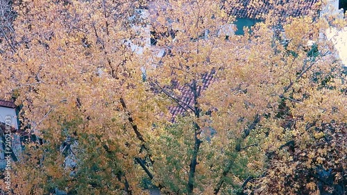Autumn tree leaves background photo