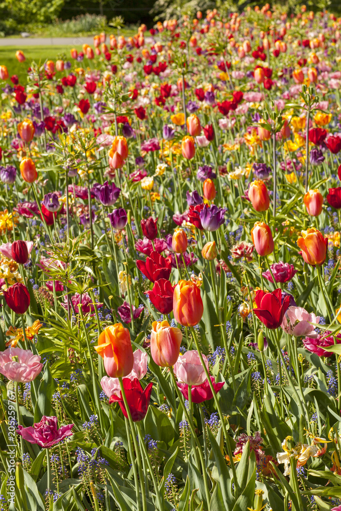 Obraz premium Field with colorful Dutch tulips