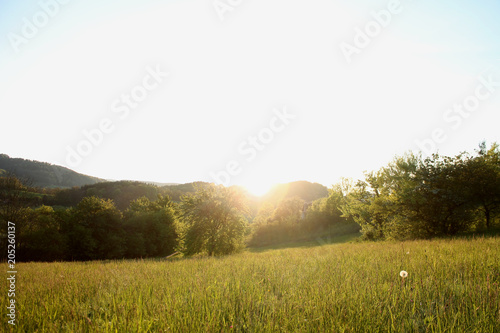 Fototapeta Naklejka Na Ścianę i Meble -  green grassland at sunset and bright sky backround 