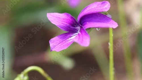 Beautiful violet-flowers blooming in the field