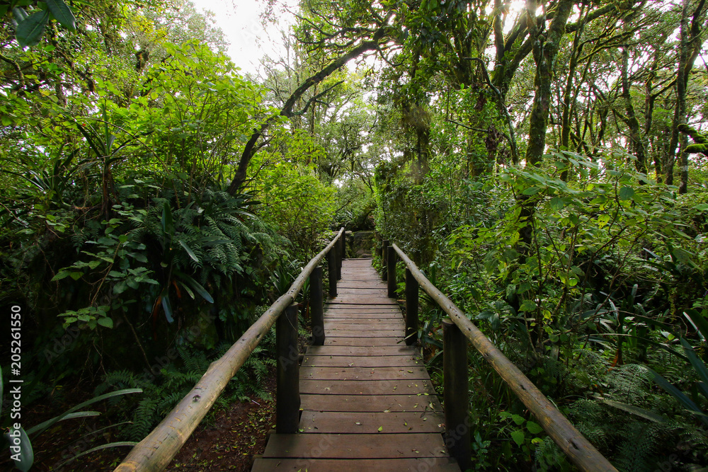 Wooden trail through the rainforest of God's Window viewpoint in Blyde River Canyon area in Mpumalanga Province of South Africa Wooden trail through the rainforest of God's Window viewpoint in Blyde River Canyon area in Mpumalanga Province of South Africa