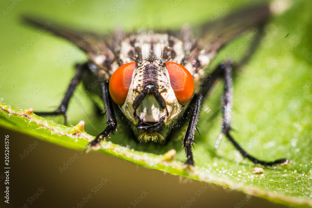 Naklejka premium insect