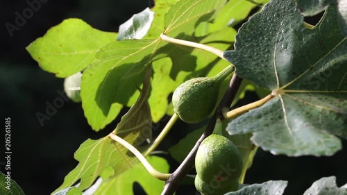 young figs look fresh.