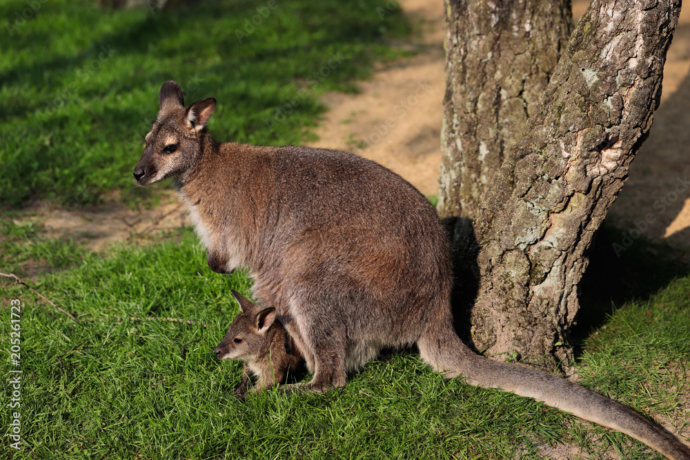 Kangaroo with joey (Baby) in pouch Kangaroo with joey (Baby) in pouch