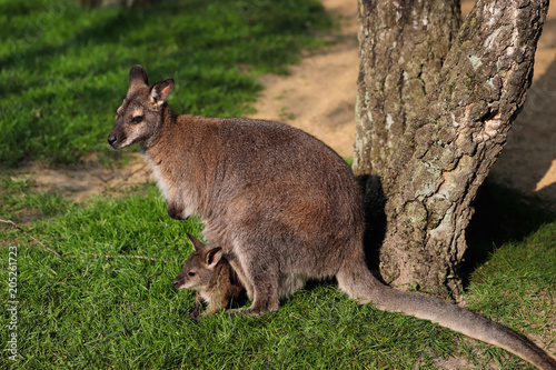 Kangaroo with joey (Baby) in pouch
