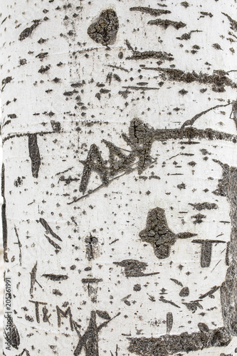 corteccia acero