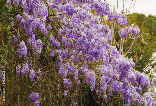 Purple wisteria flowers