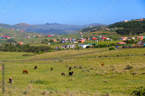 Traditional housing scattered on the grassy hills near Coffee Bay on the Wild Coast in Eastern Cape, South Africa, with cows grazing