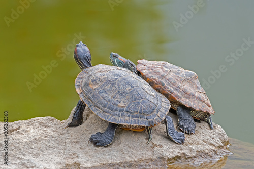 tortoises on a stone