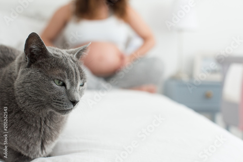 Cats and motherhood