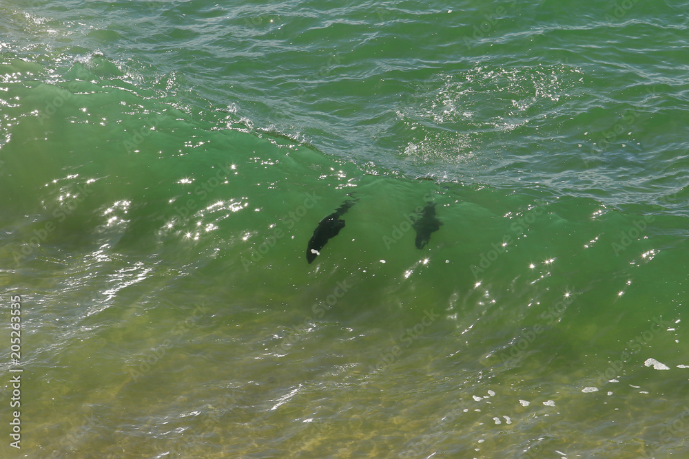 Naklejka premium Seals playing in the waves of the Indian Ocean in the Robberg peninsula near Plettenberg Bay on the Garden Route, Western Cape, South Africa