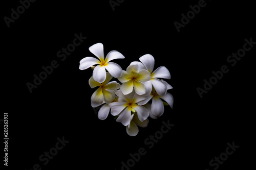 yellow and white plumeria flower isolated on black background © sema_srinouljan