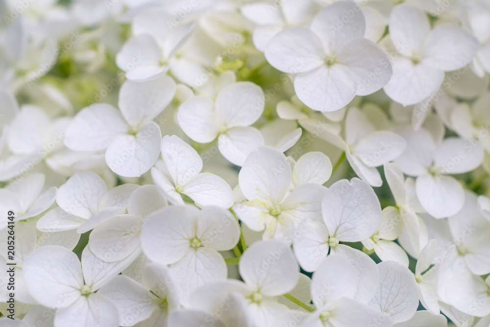 White hydrangea paniculata blossoms White hydrangea paniculata blossoms