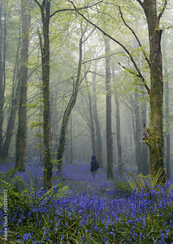 Person enjoying bluebells in woodland