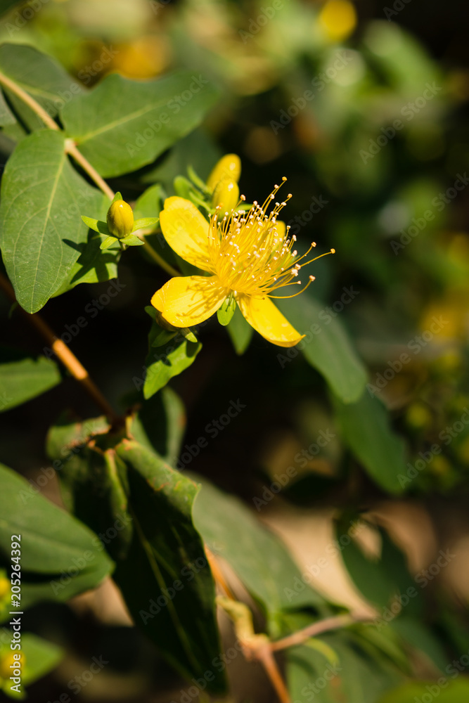 Hypericum grandifolium. Macro view Hypericum grandifolium. Macro view