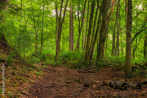 green thick deciduous forest landscape on a summer day