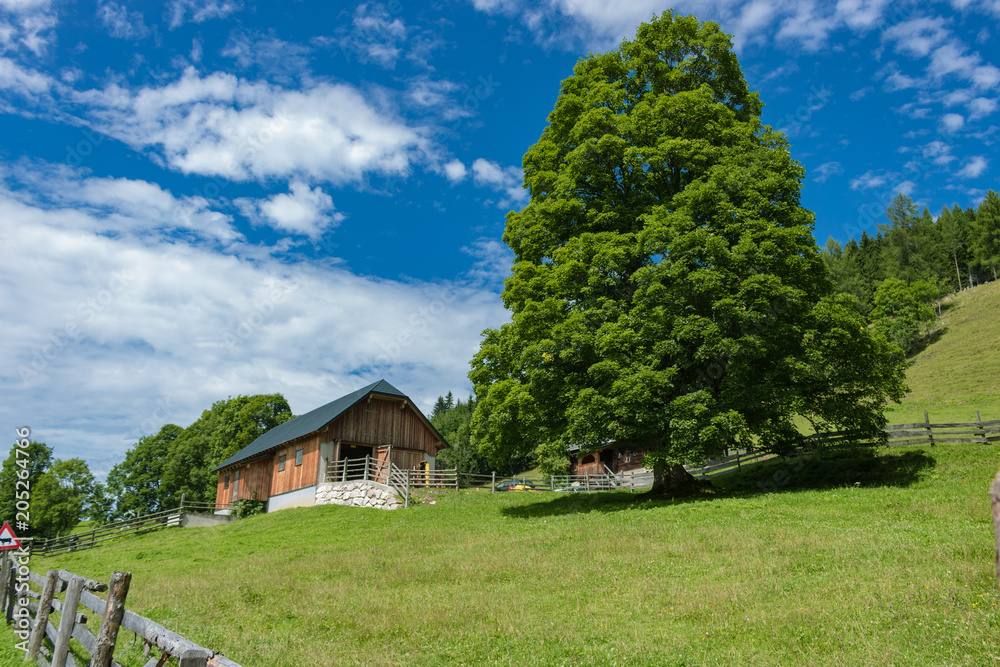 ein Bauernhaus mit grünem Feld und risiegem Baum ein Bauernhaus mit grünem Feld und risiegem Baum