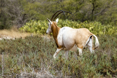 Oryx algazelle, Oryx dammah photo