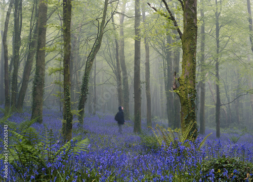 Person enjoying bluebells in woodland