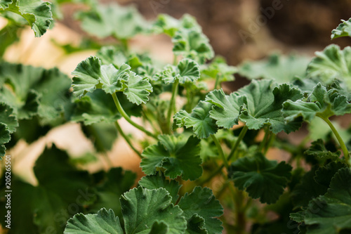 Fototapeta Naklejka Na Ścianę i Meble -   Green textured leaves of geranium pelargonium odoratissimum